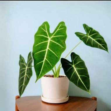 tanaman hias alocasia neon - alocasia neon