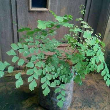 Tanaman Hias Suplir - Pohon Suplir