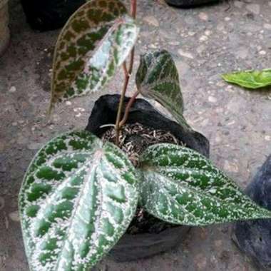 Bibit Daun Sirih Merah//Pohon Sirih Herbal.