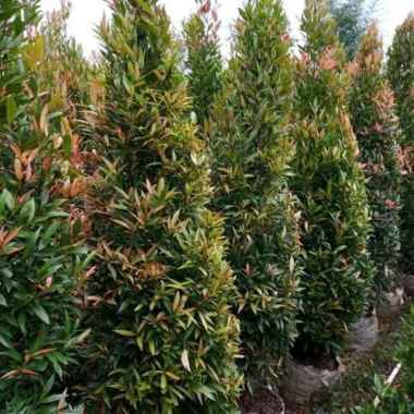 Tanaman hias pucuk merah tinggi 2 meter - pohon pucuk merah