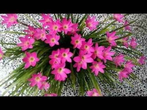 Tanaman Hias Kucai Lili Bunga Pink - Lily Hujan bunga pink