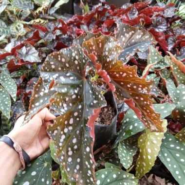 Tanaman Hias Begonia Mocca - Begonia Polcadot