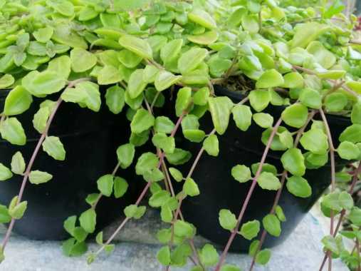 Tanaman Hias Gantung dengan pot gantung Green Fall sudah rimbun