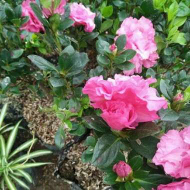 Tanaman Hias Bunga Azalea