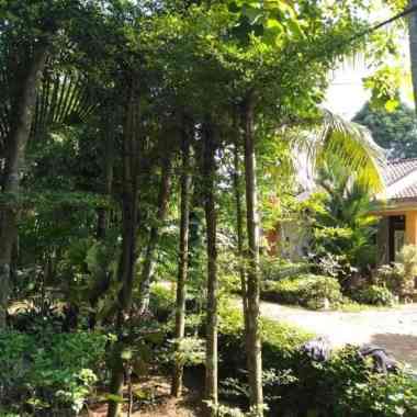 Pohon Ketapang Kencana Tinggi 5Meter Batang Besar.