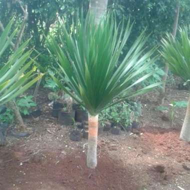 Pohon Pandan Bali tinggi 1 meter