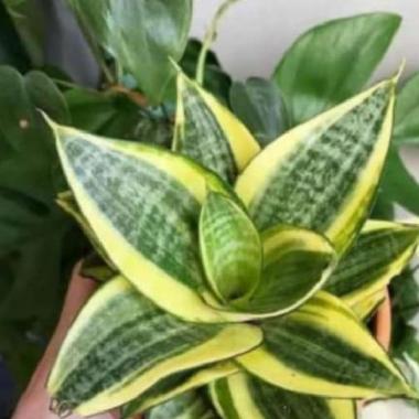 tanaman hias indoor sansiviera mini golden