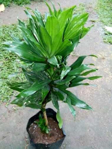 Tanaman Hias Kemoceng Pohon Kemoceng Hijau
