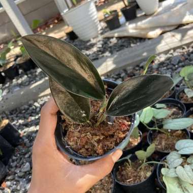 tanaman hias scindaptus trubii black - scindapsus black trubii