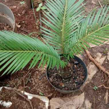Tanaman Hias Palem Sikas - Mawar Jambe (Cycas Sp)