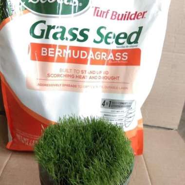 TERLARIS Benih rumput golf - benih lapangan sepakbola - benih rumput