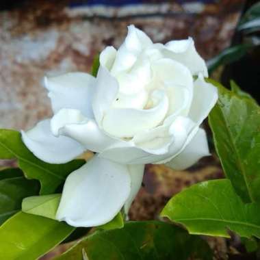 _ tanaman bunga melati kaca piring - binomial Gardenia