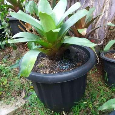 Tanaman Bromelia//Pot 50cm//Media Tanam
