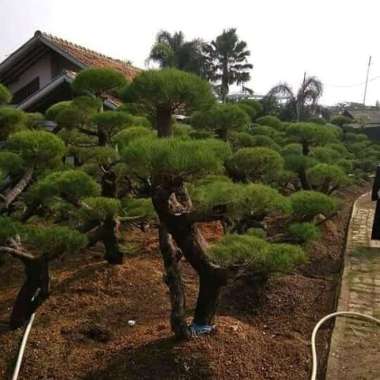 tanaman hias bonsay Cemara udang - Cemara udang