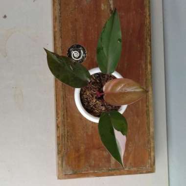 Philodendron Pink Princess - Tanaman Hias koleksi / bibit