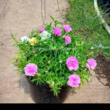 tanaman hias gantung sby bunga pink