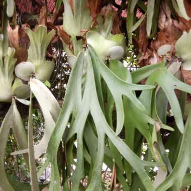 tanaman hias tanduk rusa - tanaman tanduk rusa menjuntai pohon