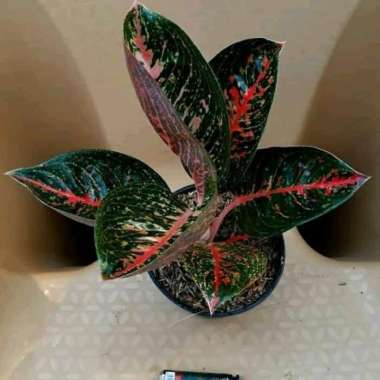 tanaman hias aglonema adelia - aglo