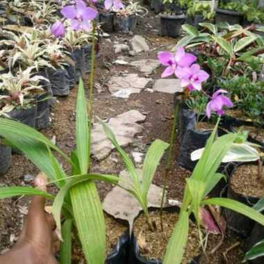 tanaman hias anggrek tanah - anggrek