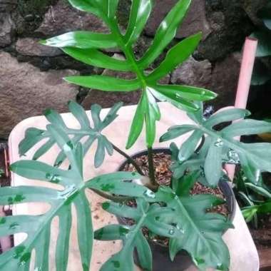 tanaman hias philo mayoi - philodendron mayoi