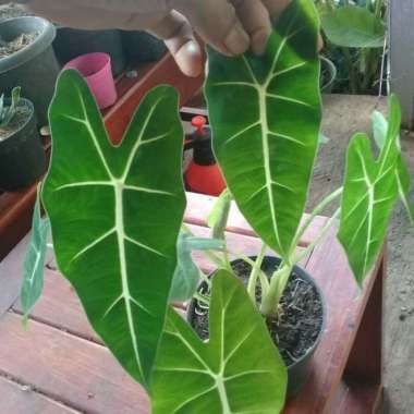tanaman hias keladi neon - caladium neon free - keladi
