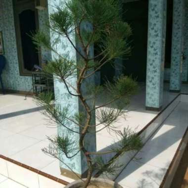 _ Bibit Bonsai Cemara Udang / Pohon Bonsai Cemara Udang - Tanaman