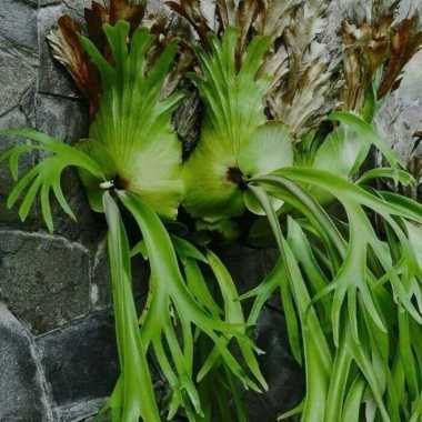 tanaman hias tanduk rusa - Pohon tanduk rusa - tanaman gantung