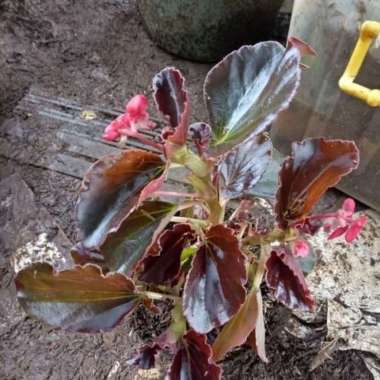 Tanaman Begonia Coklat Tanaman Hias Gantung Berbunga pink dan putih