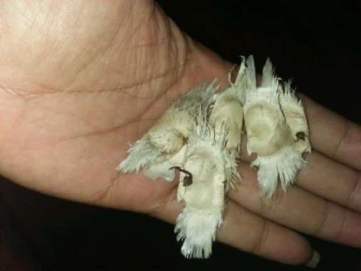 benih bibit biji tanaman tabebuya