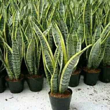 Paket 10 tanaman Lidah Mertua Sansiviera Varigata