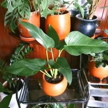 Philodendron Marble/Philo Marble + Pot Terakota 16cm