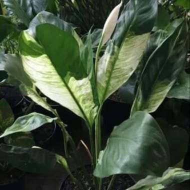 Tanaman Hias Bunga Peace Lily Varigata atau spathiphyllum