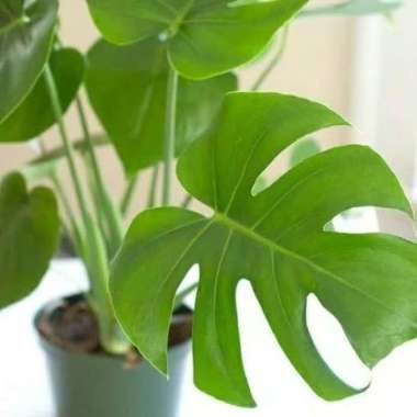 tanaman hias monstera - bibit monstera