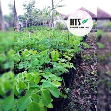 Paket 5 tanaman Herbal Pohon Kelor - Bibit Kelor