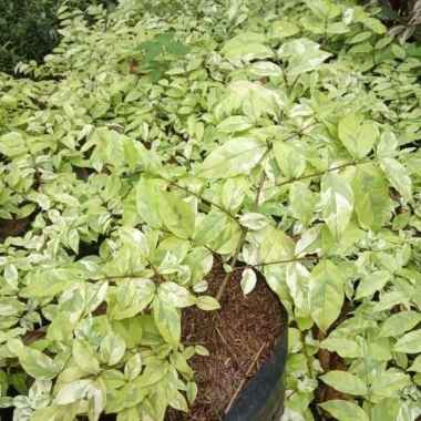 tanaman hias anting putri - bibit pohon bonsay anting putri