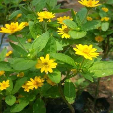 Bibit tanaman Bunga Seribu Bintang Butter Daisy
