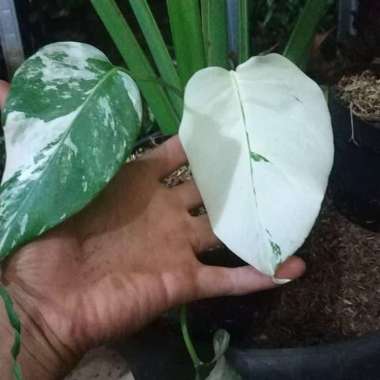tanaman hias monstera deliciosa variegata