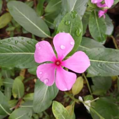 tanaman tapak dara - tanaman tapak dara - pohon bunga tapak dara