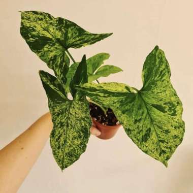 Rare item - tanaman syngonium mottled arrow head - syngonium mojito