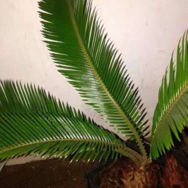 pohon sikas | tanaman sikas | palem sikas | sikas