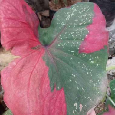 Tanaman Hias Keladi Baret Merah - Keladi Batik
