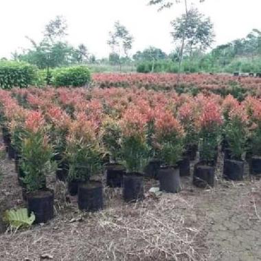 tanaman hias pucuk merah - pohon pucuk merah