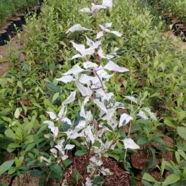 Tanaman Hias Krokot Salju - Krokot putih susu