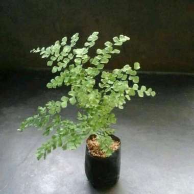 Tanaman Hias Suplir - Pohon Suplir hias