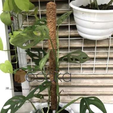 turus penyangga tanaman panjang 50cm bahan penyangga pralon air