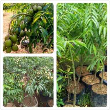 Promo COD !!!Tanaman buah bibit kedondong ( tanaman kecil sudah berbuah )
