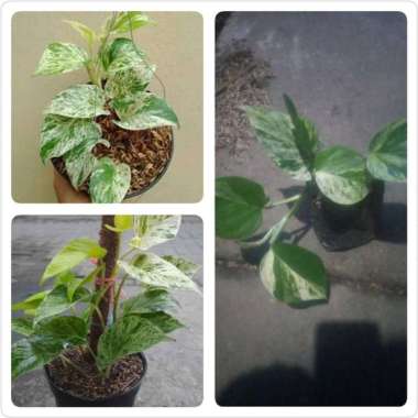 Tanaman hias sirih marble atau epipremnum aureum marble
