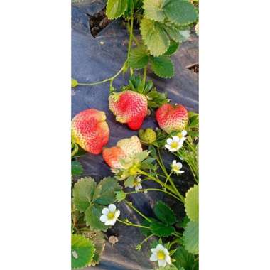 Harga Strawberry Australia Giant 