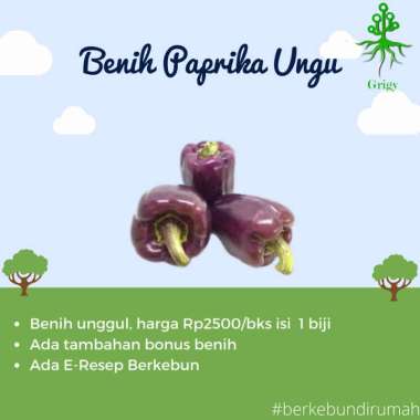 BENIH PAPRIKA UNGU, BIBIT PAPRIKA UNGU, BIJI PAPRIKA UNGU