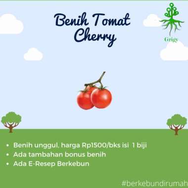 BIJI TOMAT CHERRY CANDYLAND, BENIH TOMAT CHERRY CANDYLAND, TOMAT CHERY